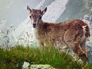 48 Stambecchi in nostra compagnia sulla vetta 